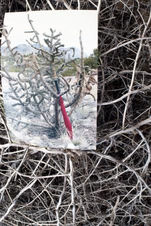 Tumble Weed, Sante Fe, NM, 18x26", facemounted with acrylic